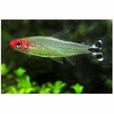 Hemigrammus bleheri--Rödnostetra