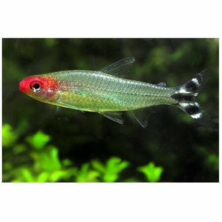 Hemigrammus bleheri--Rödnostetra Hemigrammus bleheri--Rödnostetra