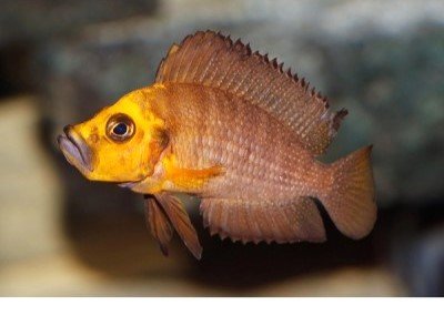 Altolamprologus compressiceps Titcha “MANDARIN”