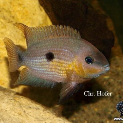 Gul Topazciklid 4-5 cm