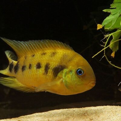 Gul Zebraciklid 3,5-4 cm