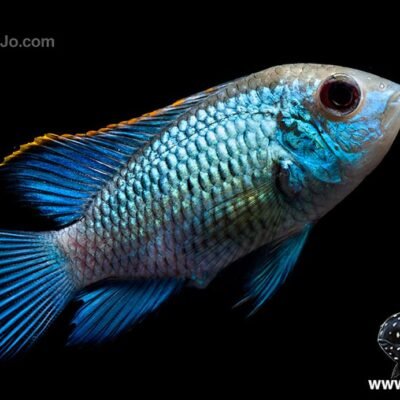 Andinoacara pulcher "Neon Blue" 7-8 cm