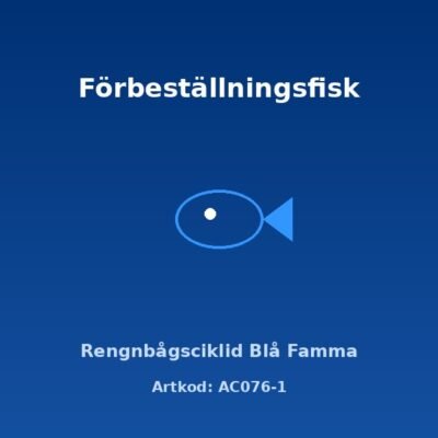 Rengnbågsciklid Blå Famma 3-4 cm