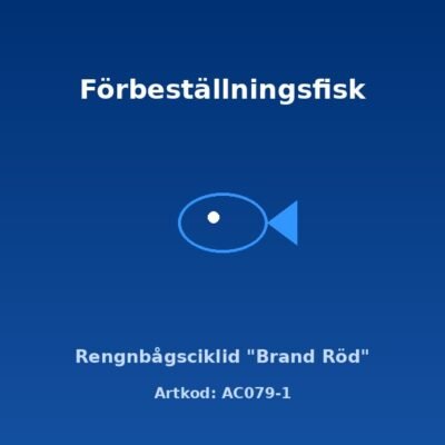 Rengnbågsciklid "Brand Röd" 3-3,5 cm