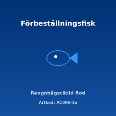 Rengnbågsciklid Röd 3-3,5 cm