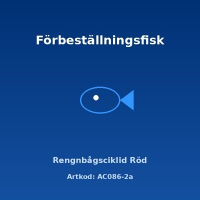 Rengnbågsciklid Röd 4-4,5 cm
