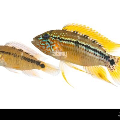 Apistogramma alacrina 5-5,5 cm