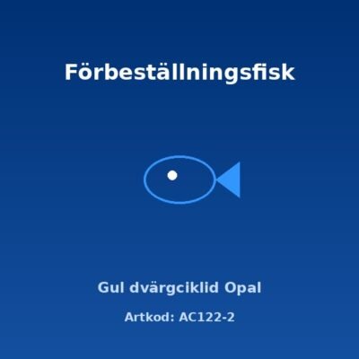 Gul dvärgciklid Opal 3,5 cm