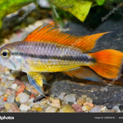 Kakaduciklid Orange 4-4,5 cm