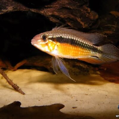 Elizabethae Röd (Apistogramma elizabethae Red) 4–4,5 cm