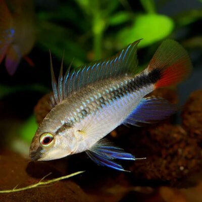 Apistogramma erythrura 3-3,5 cm