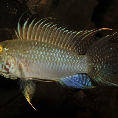 Apistogramma megastoma 3-3,5 cm