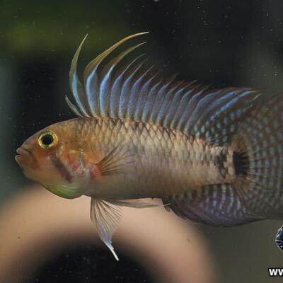 Apistogramma personata 3-3,5 cm