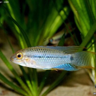 Apistogramma steindachneri 3-4 cm