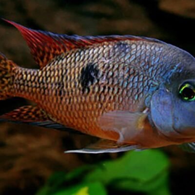 Nicaraguaciklid 4-5 cm