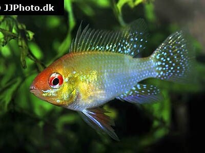 Mikrogeophagus ramirezi "Gold" 4-4,5 cm