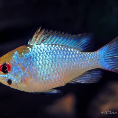 Mikrogeophagus ramirezi "Neon Blue" 2-2,5 cm
