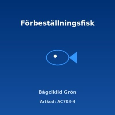 Bågciklid Grön (Nannacara anomala) XL