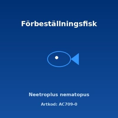 Neetroplus nematopus 3,5-4 cm