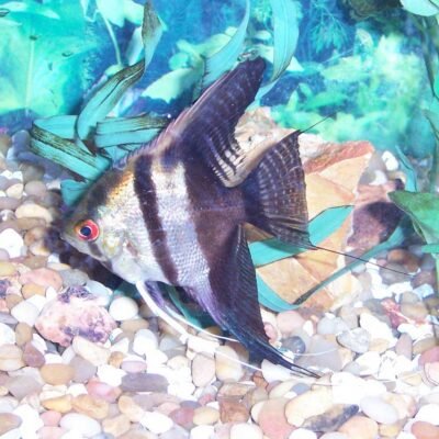 Pterophyllum scalare "Bicolor" 4 cm