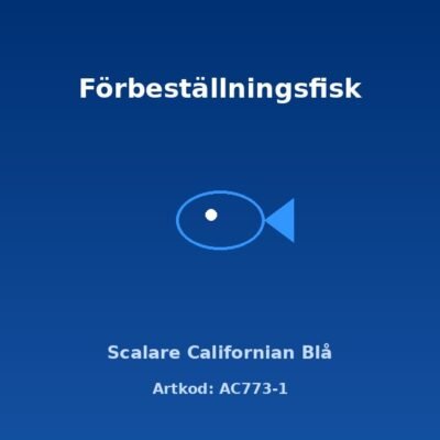 Scalare Californian Blå 3-3,5 cm