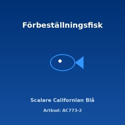 Scalare Californian Blå 4 cm