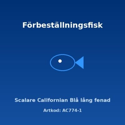 Scalare Californian Blå lång fenad 3-3,5 cm