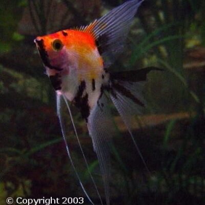 Pterophyllum scalare "Koi Red Cap" 3-3,5 cm