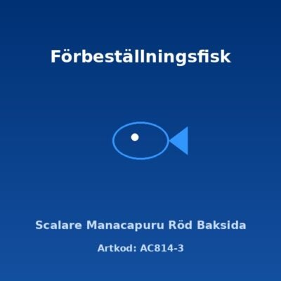 Scalare Manacapuru Röd Baksida 5 cm