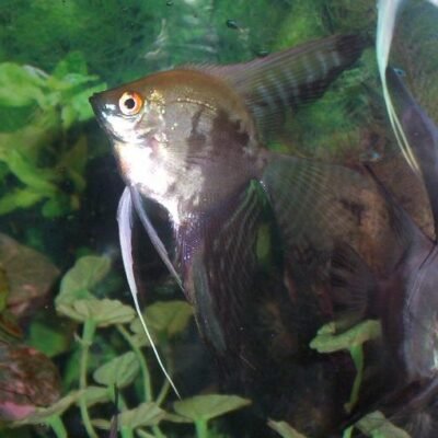 Pterophyllum scalare "Map" 3-3,5 cm