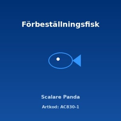 Scalare Panda 3-3,5 cm