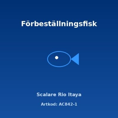 Scalare Rio Itaya 3-3,5 cm