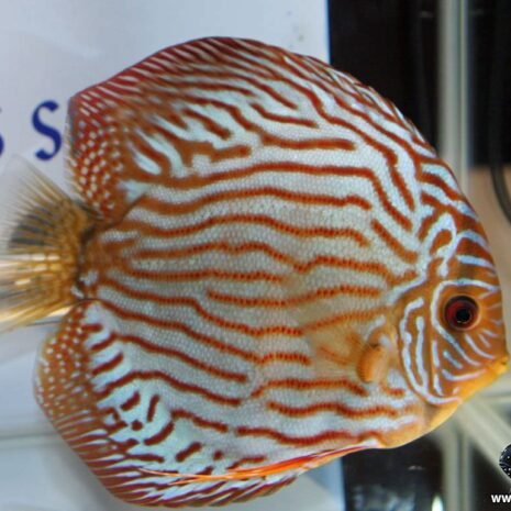 alex-AC905-4 Discus Briljant Türkis (Symphysodon sp. Discus Brilliant Turquoise) 8 cm