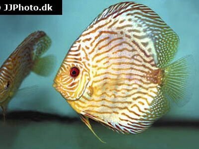 Discus Röd Türkis (Symphysodon sp. Discus Red Turquoise) 7 cm