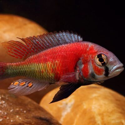 Haplochromis "Hippo Point Salmon" 4-5 cm