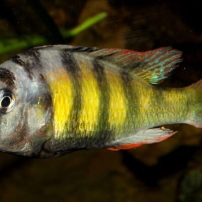 Haplochromis "Thick Skin" 4-5 cm