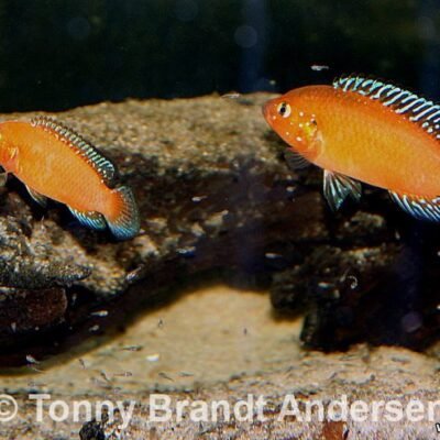 Hemichromis exsul 5-6 cm