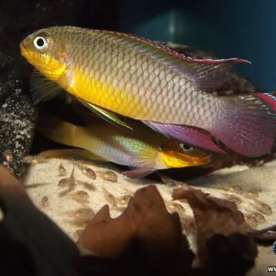 Gul palettciklid 5-6 cm
