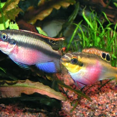 Palettciklid XL cm