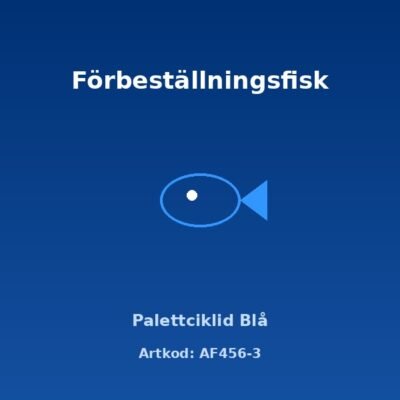 Palettciklid Blå 6-7 cm