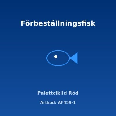 Palettciklid Röd 4-5 cm