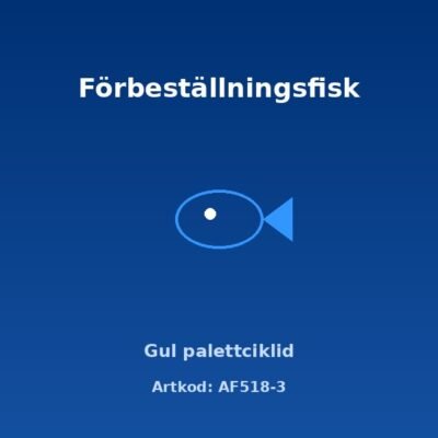 Gul palettciklid 6-7 cm