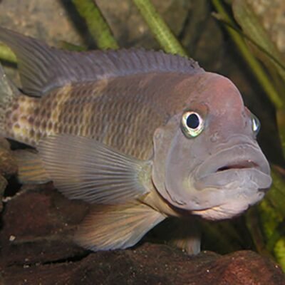 Lejonhuvudscilid 4-5 cm