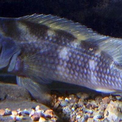 Steatocranus gibbiceps 3,5-4 cm