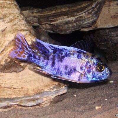 Calico - aulonocara 7-8 cm