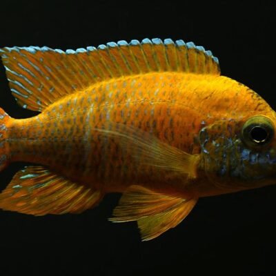 Gul- och orange aulonocara 4-5 cm
