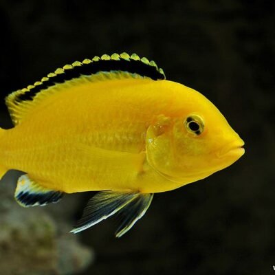 Golden 3,5-4 cm