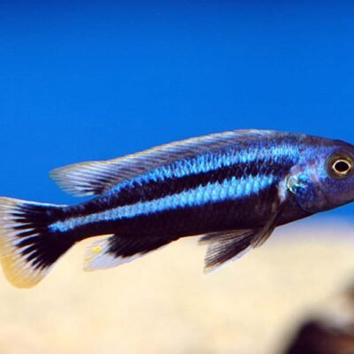 Melanochromis chipokae 5-6 cm