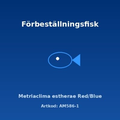 Metriaclima estherae Red/Blue 4-5 cm