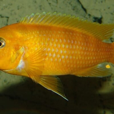 Liliancinus 4-5 cm